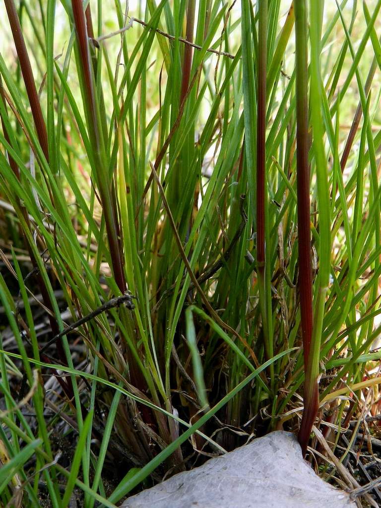 Poa bulbosa, forma vivipara.